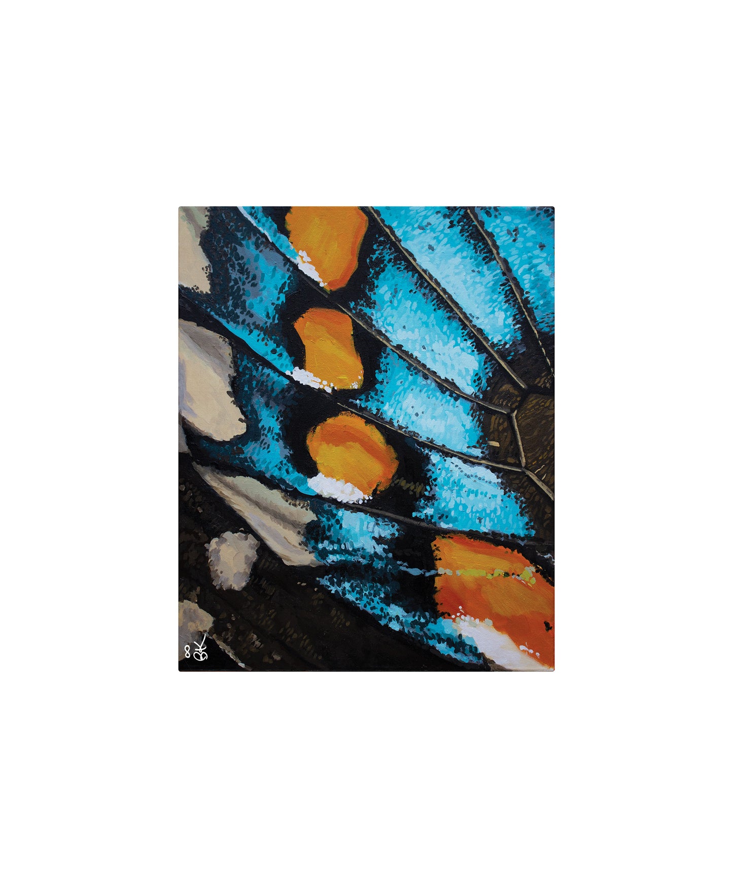 Pipevine Swallowtail Butterfly Wing Fine Art Print - Wall Art - 10" x 12"